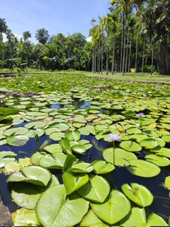 Jardin botanique de Pamplemousses