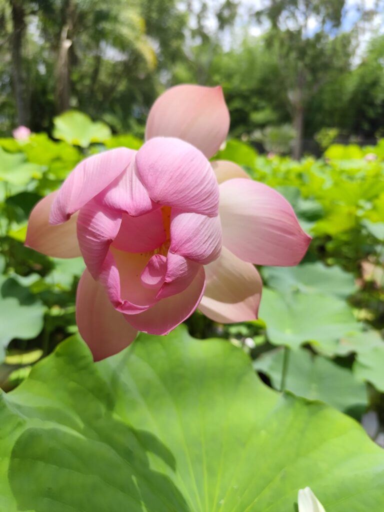 Jardin botanique de Pamplemousses