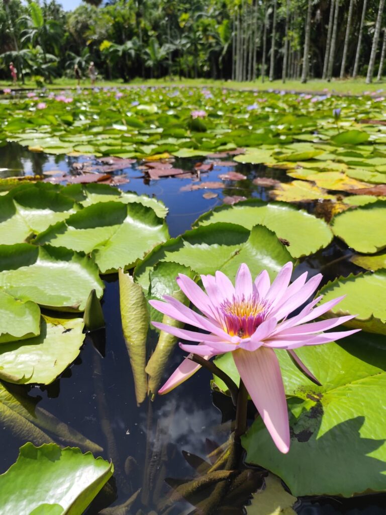 Jardin botanique de Pamplemousses