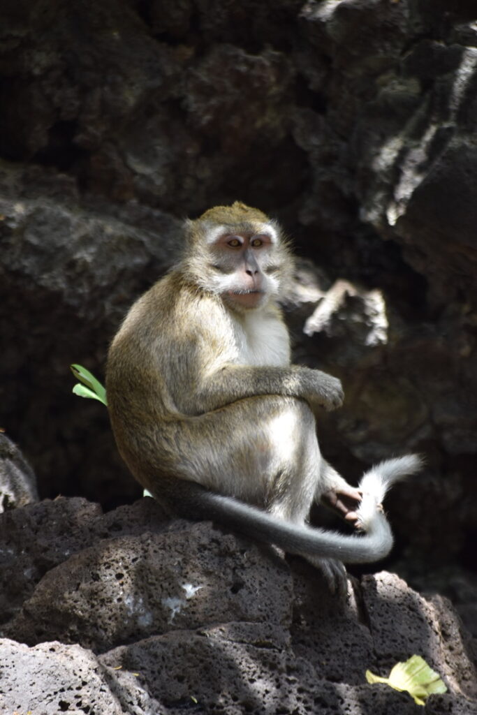Singes cascade de la Grande Rivière Sud-Est