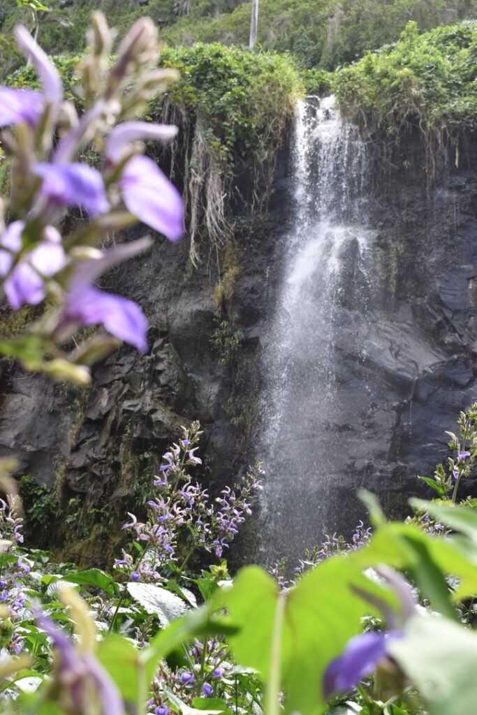 Anse des cascades Réunion