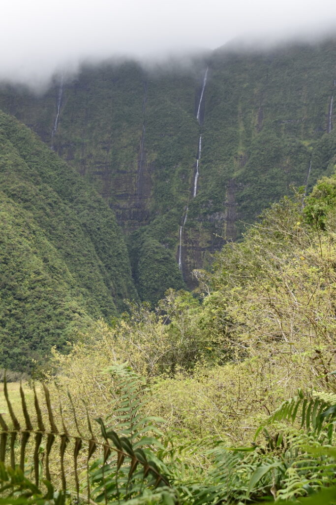 Grand Etang Réunion